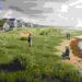 5 Essential Ways to Support Coastal Projects With Ecological Expertise