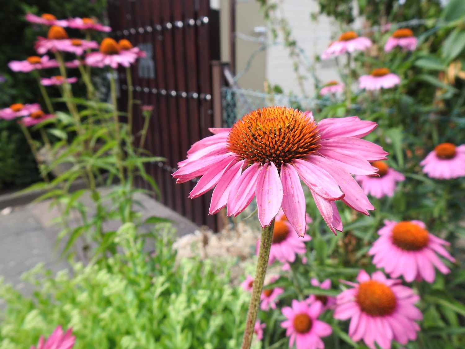 Coneflowers, also known as echinacea, combine resilience with beauty.