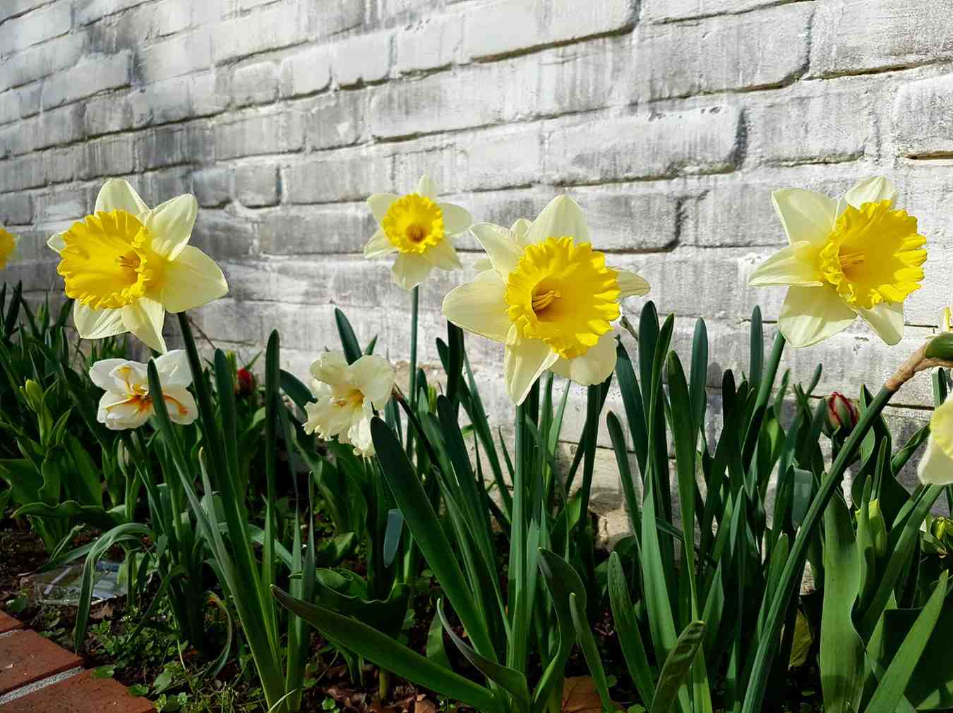 Daffodils Sunshine in Bloom