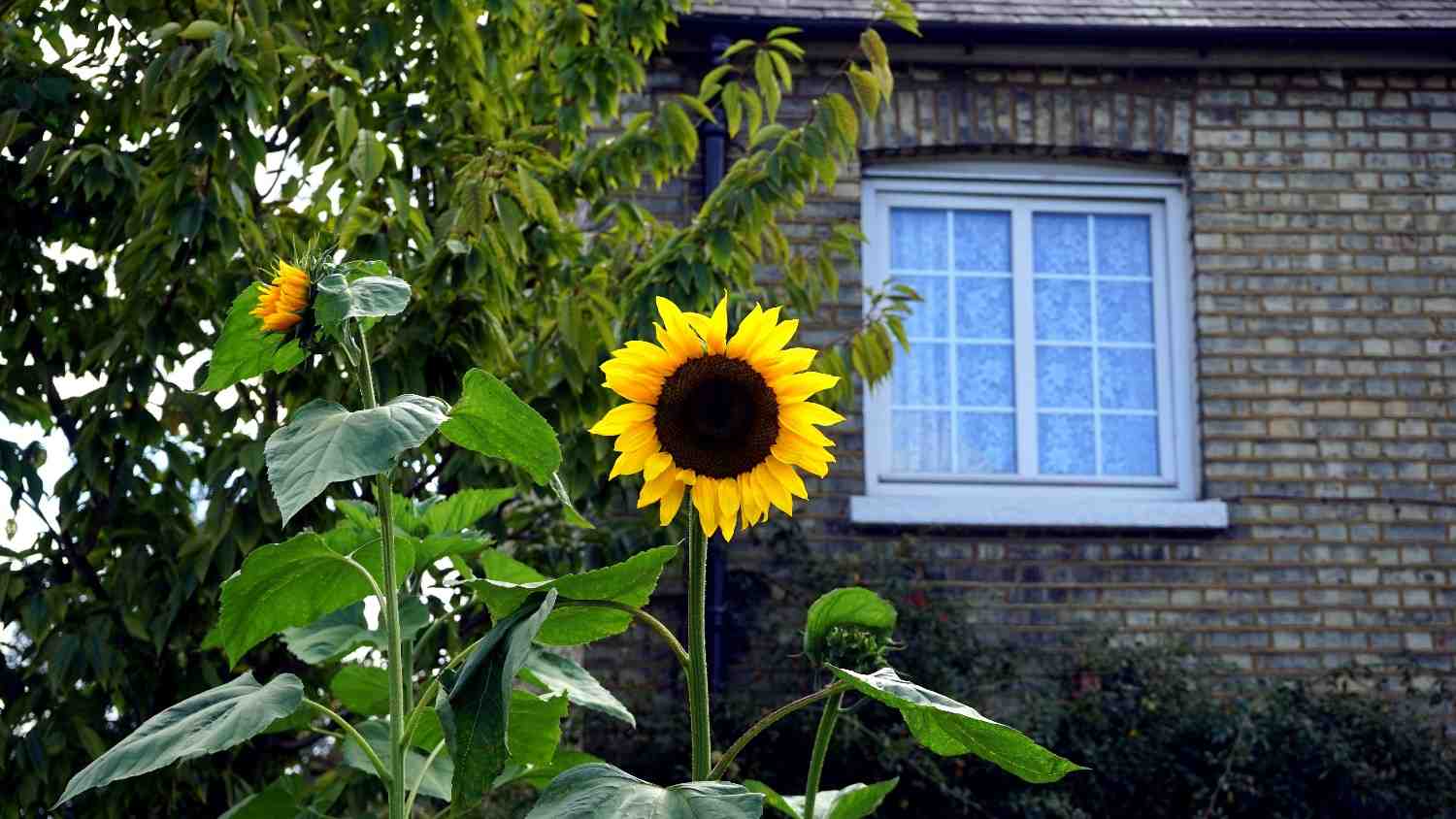 Few flowers radiate joy like sunflowers.