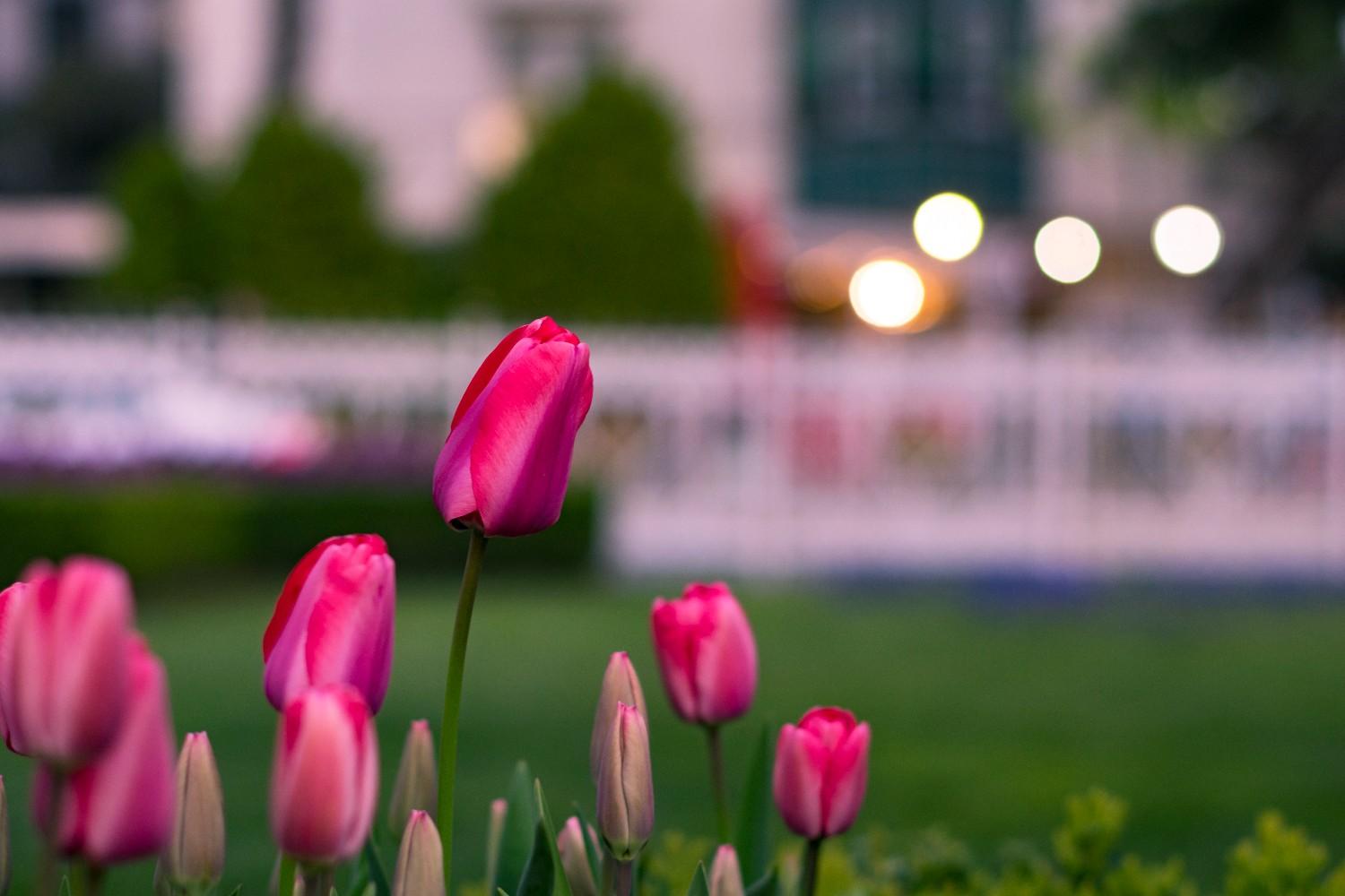 For an early burst of cheer, tulips are unbeatable.