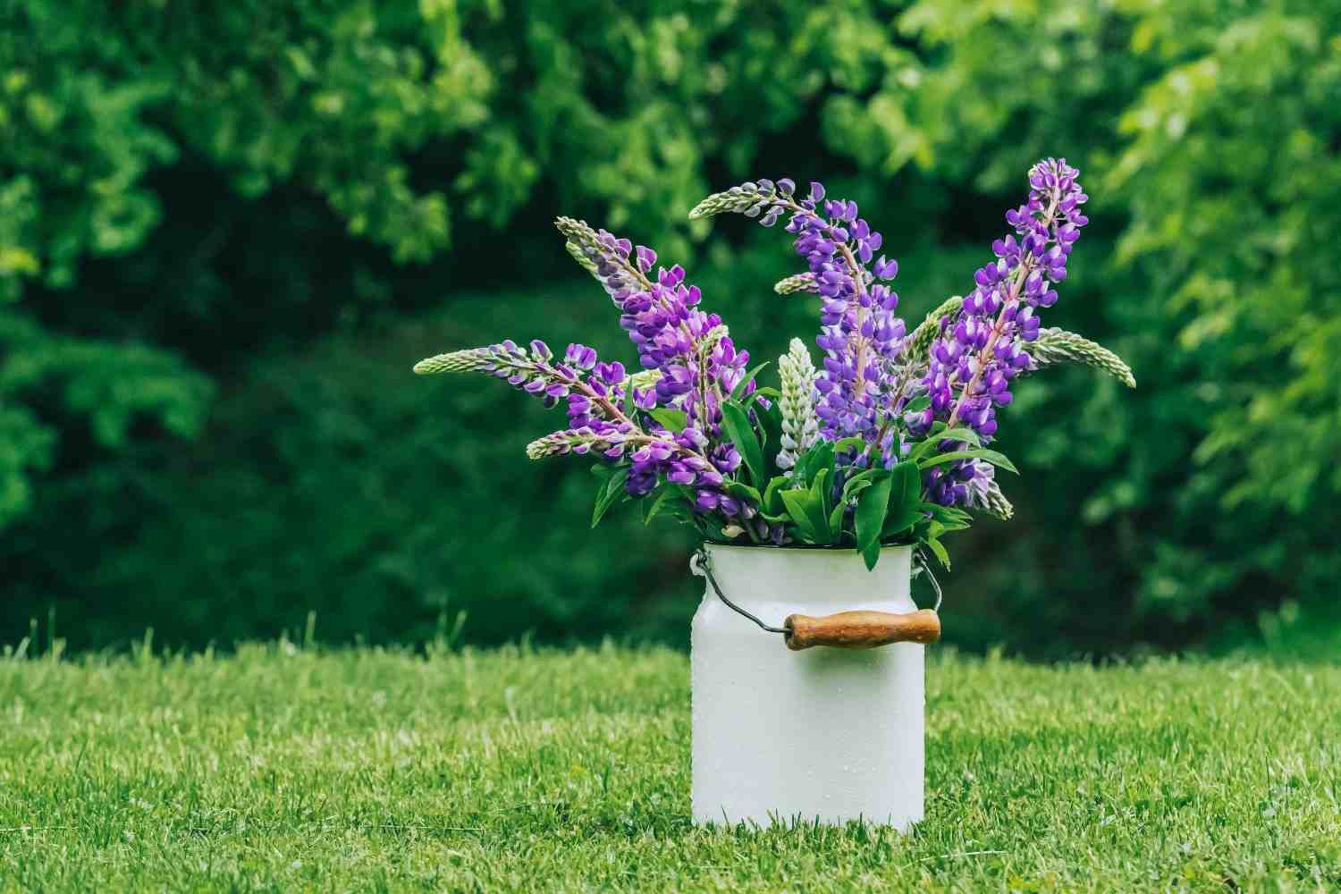 Lavender adds more than beauty to your yard