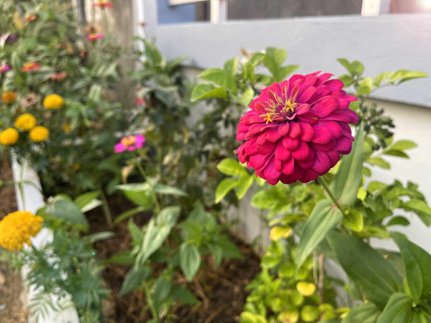 Zinnias are the unsung heroes of summer gardens