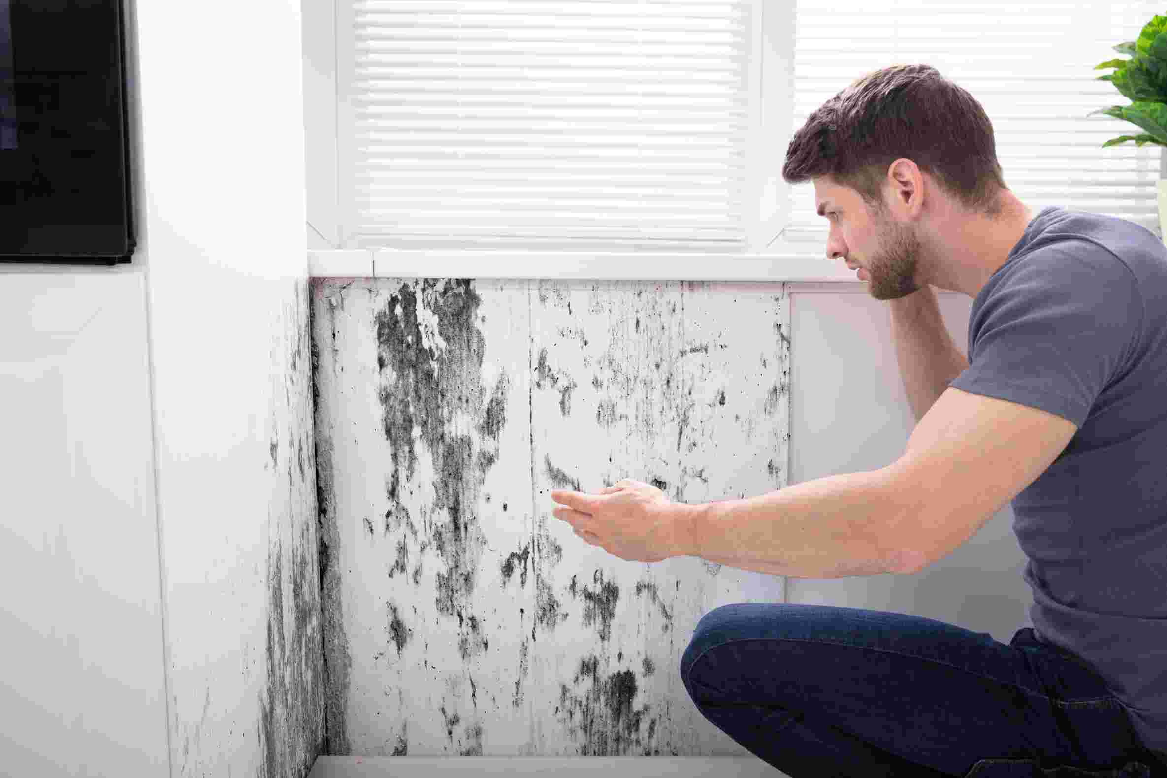 Mold Growth and Moisture Issues