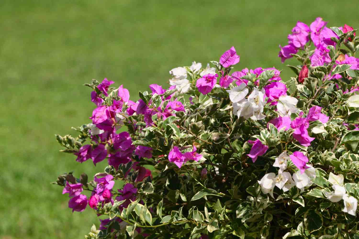 Petunias are true garden workhorses.