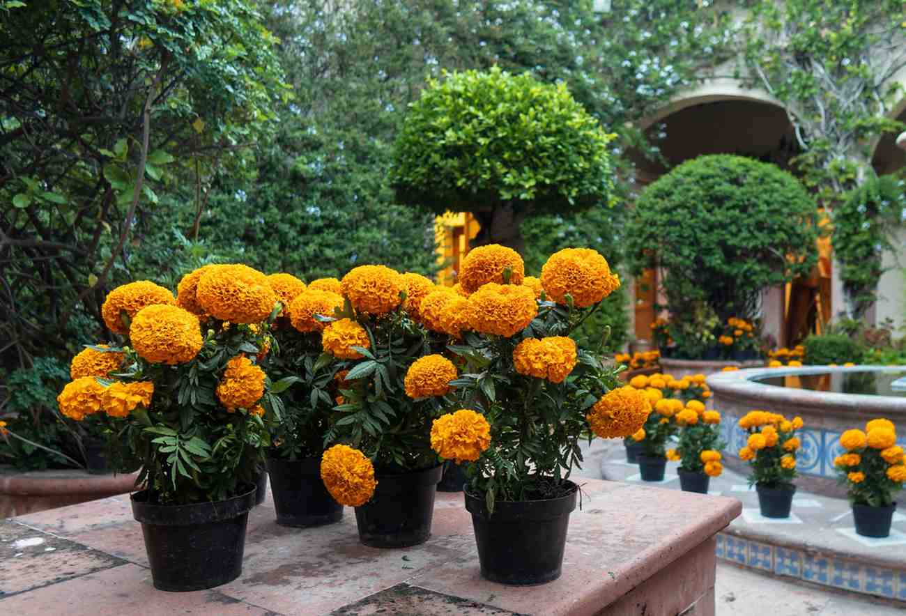 Marigolds are the golden stars of summer gardens.