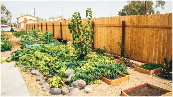 Start With the Right Soil