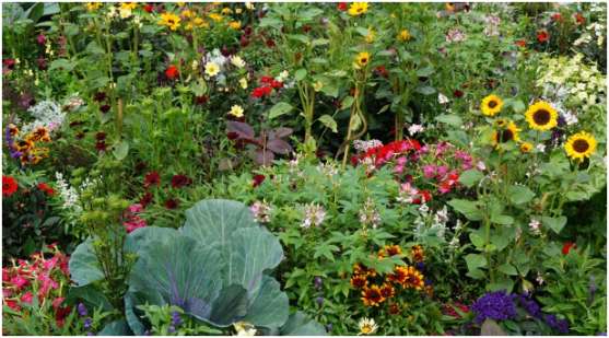 Feed Your Garden Regularly