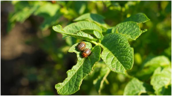 Pest and Disease Control—Naturally